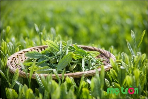 Sản phẩm được làm từ các thành phần tự nhiên mang đến nhiều công dụng cho mẹ trước và sau sinh