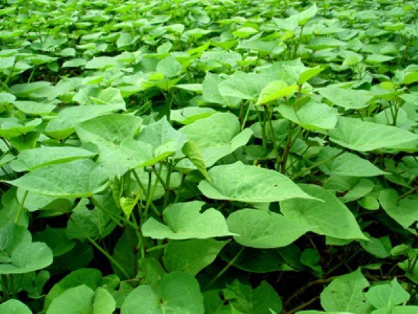 10-mon-an-giup-sua-ve-ao-at-me-khong-duoc-bo-qua-2.jpg (88 KB)