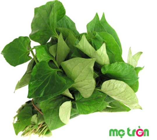 Rau diếp cá cũng chính là nguyên liệu trị ho có đờm cho bé vô cùng hiệu quả