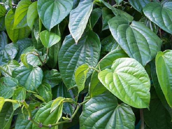 tim-hieu-nhung-thanh-phan-co-trong-tinh-dau-dai-phu-an-4.jpg (109 KB)